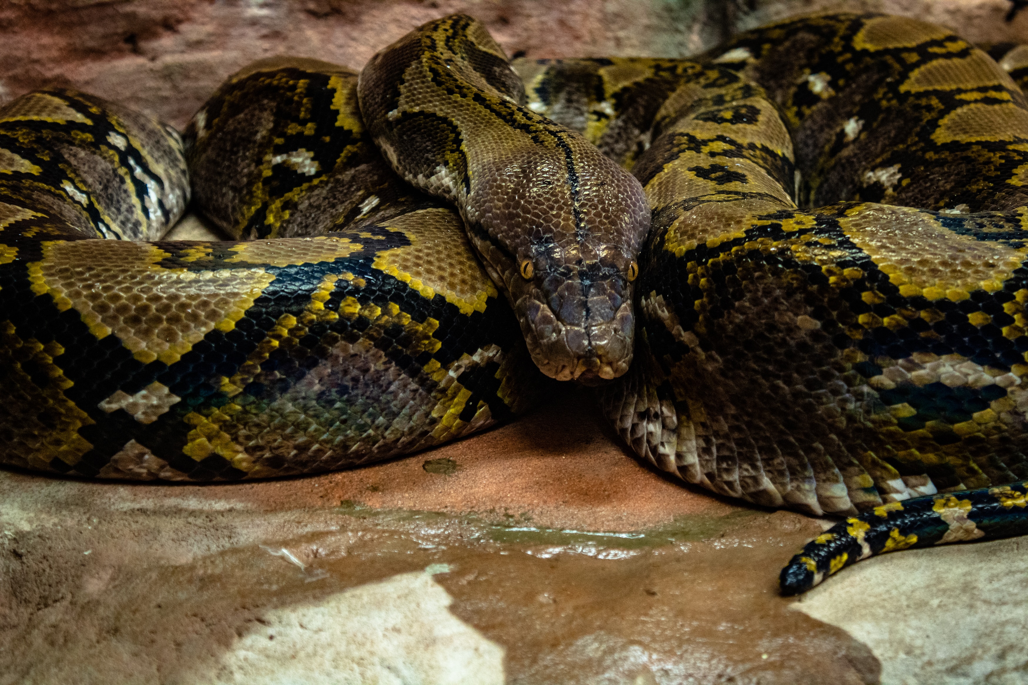 Fascinating Facts About Burmese Pythons